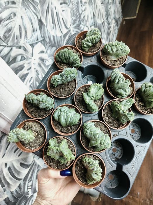 Міртіллокактус геометрізанс (Mertillocactus geometrizans)