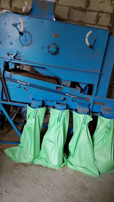 Wyka ekologiczna zbiór 2025