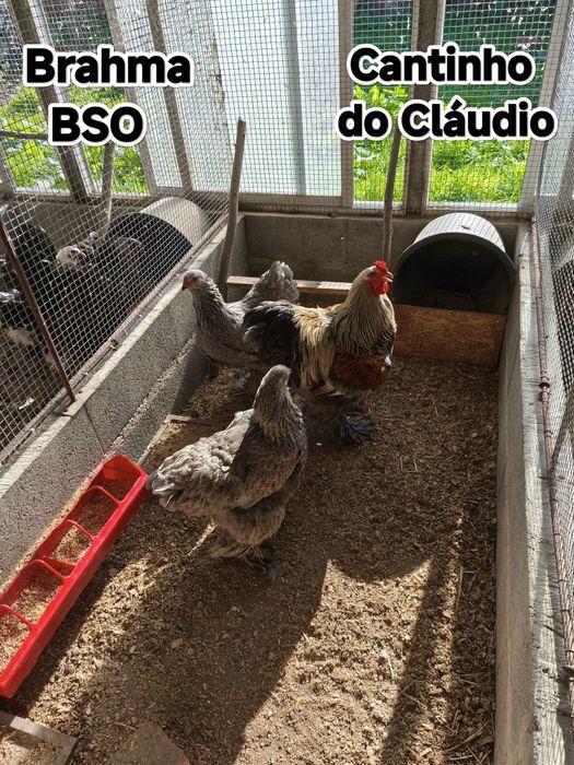 Ovos galados de galinhas de raça pura