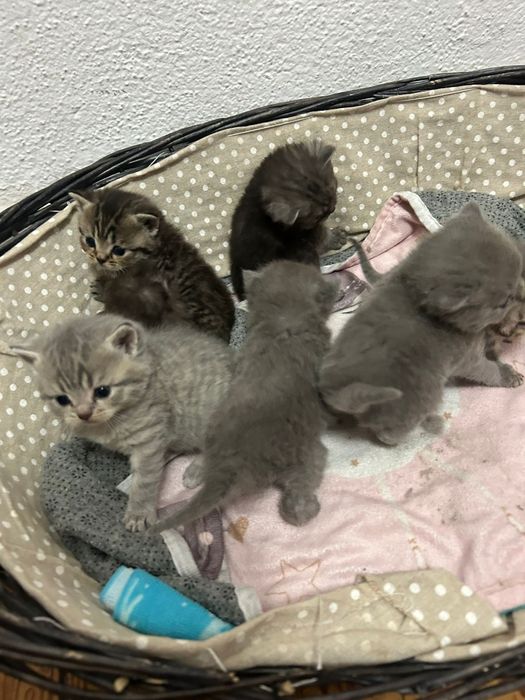 Scottish straight macho azul