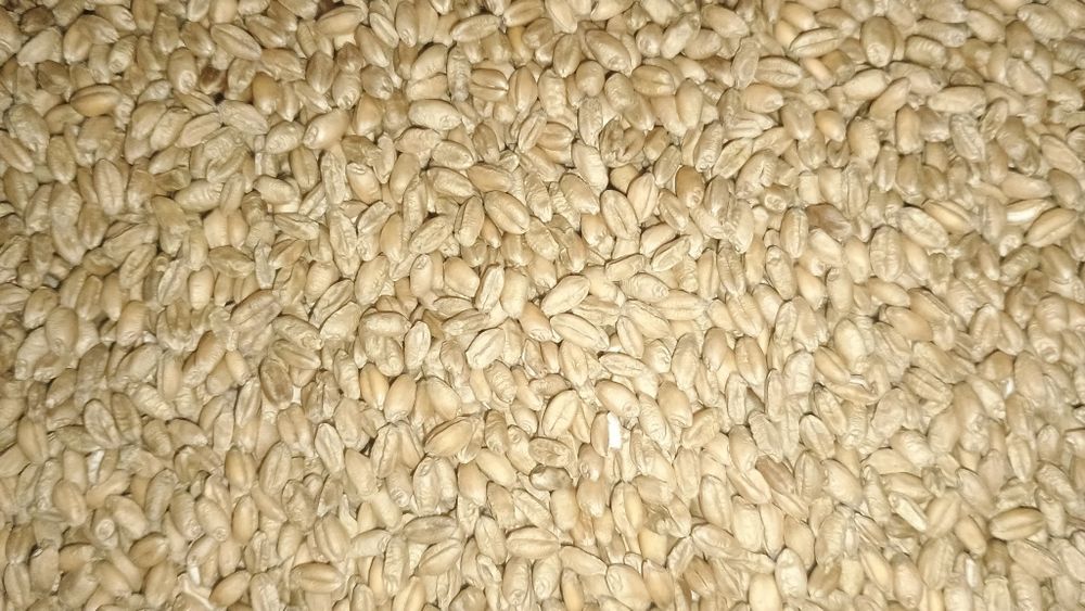 Sprzedam pszenicę, pszenżyto, jęczmień, kukurydza,owies