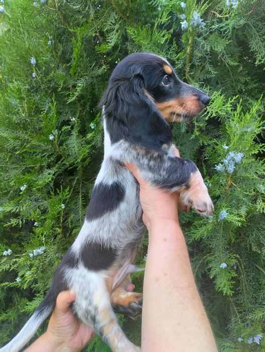 Щенок длинношерстной таксы, редкого окраса, с документами.