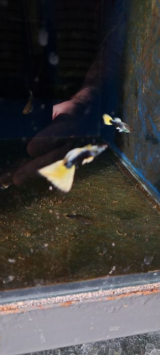 Dorosła parka gupików żółtych tuxedo okazja