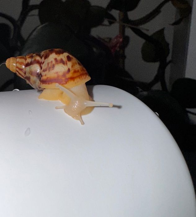 Ślimak afrykański (lissachatina reticulata)