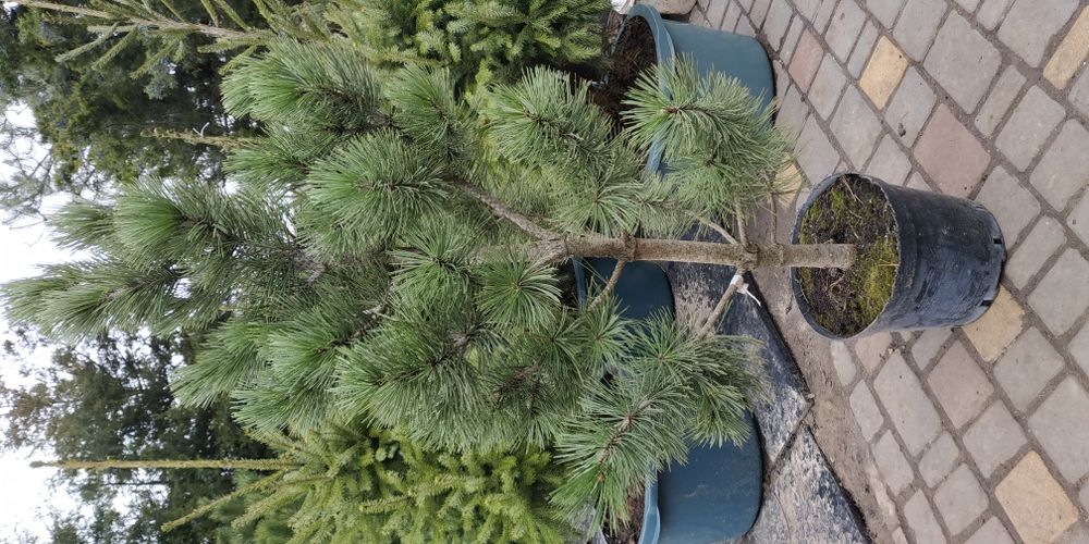 Сосна белокорая Pinus leucodermis Scheverdigen