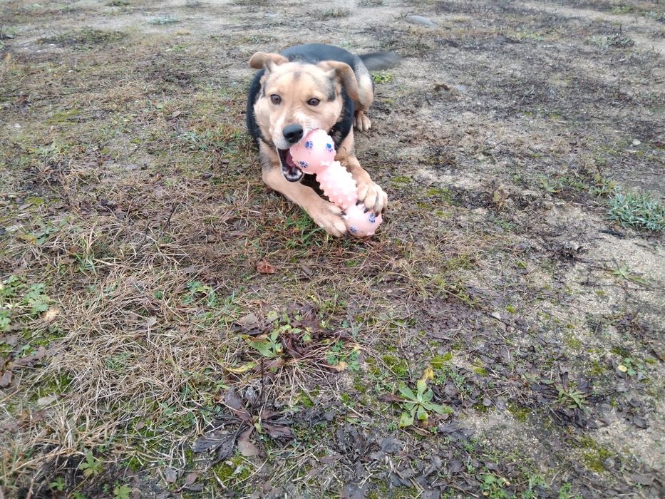 Jacky- wierny przyjaciel na dobre i na złe