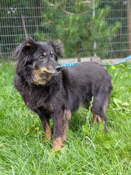 Twix puchaty seniorek, którego los nie oszczędzał do adopcji!