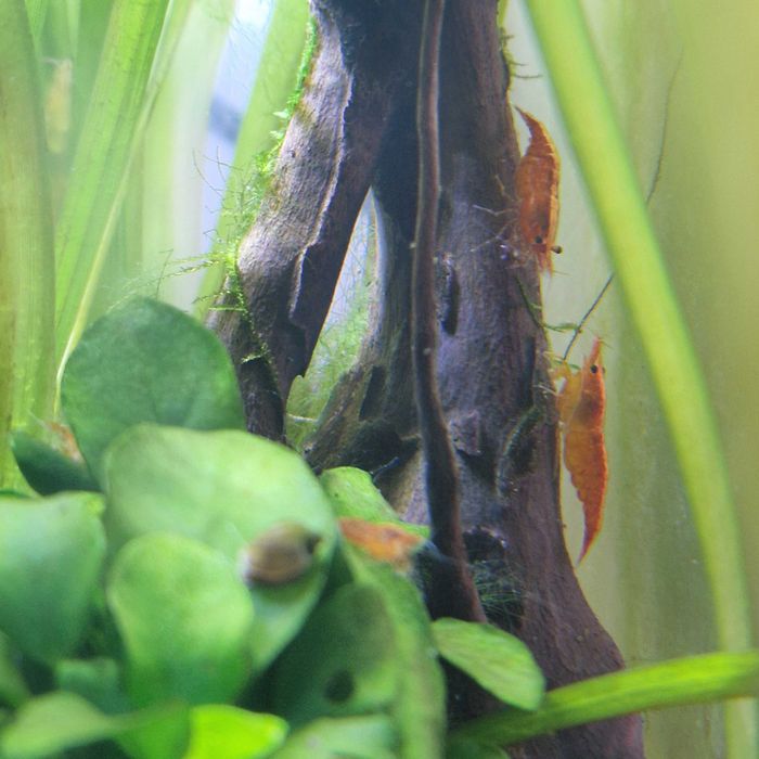 Neocaridina davidi (var. Orange)