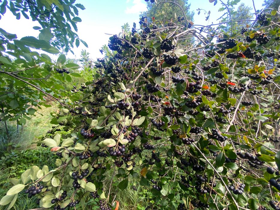 ROD 505 m² Szczaki | prąd + woda | blisko Warszawy i Piaseczna - Widok 4