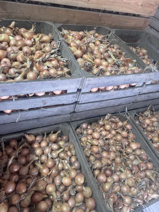 Cebula drobna na wysadkę