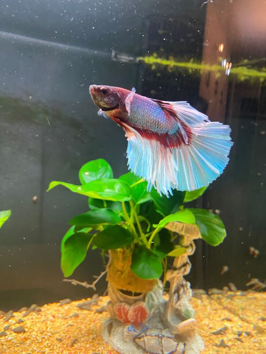 Aquario com betta e camarao 37lt