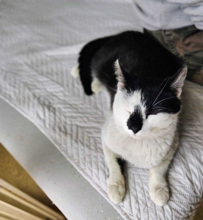 Biało-czarny kocurek Szczęściarz do adopcji