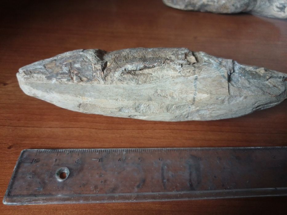 Peixe Fóssil Cretácico