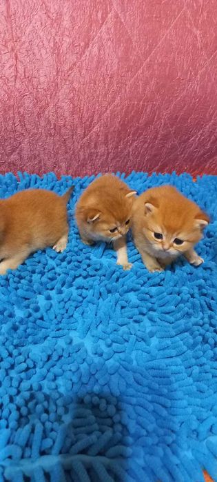 Продаж Кошенят Британська Золота Шиншила