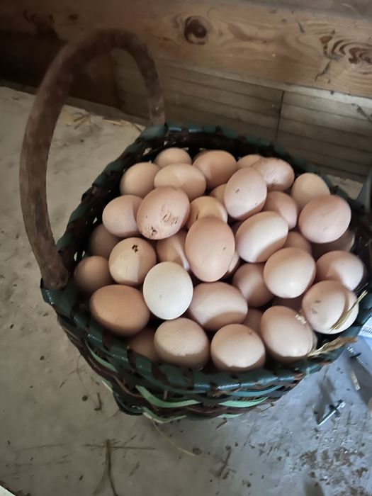 Jaja wiejskie pyszne jajka