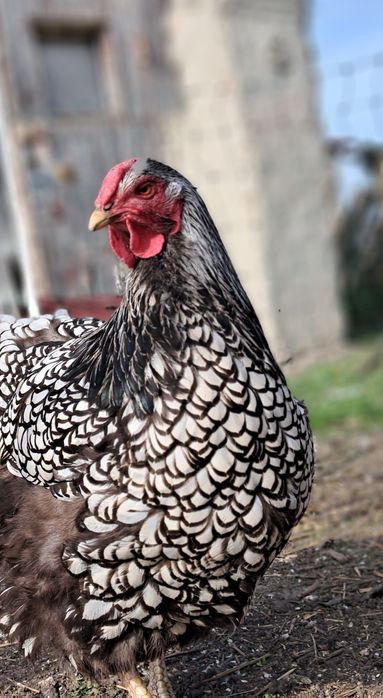 Jaja lęgowe wyandotte olbrzymia srebrnołuskowana