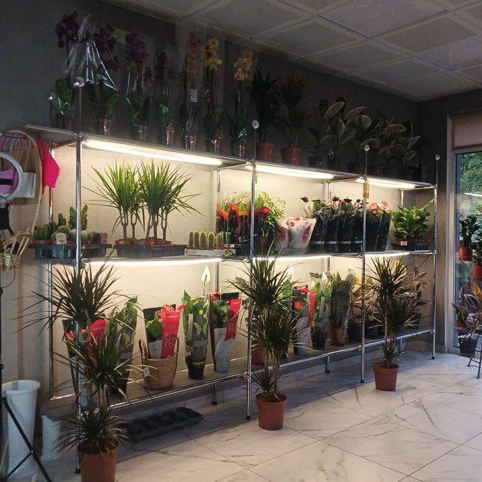 Великий вибір горшкових квітів с.Вільхівка центральна 48