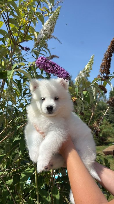 Suczka samoyed ZKwP