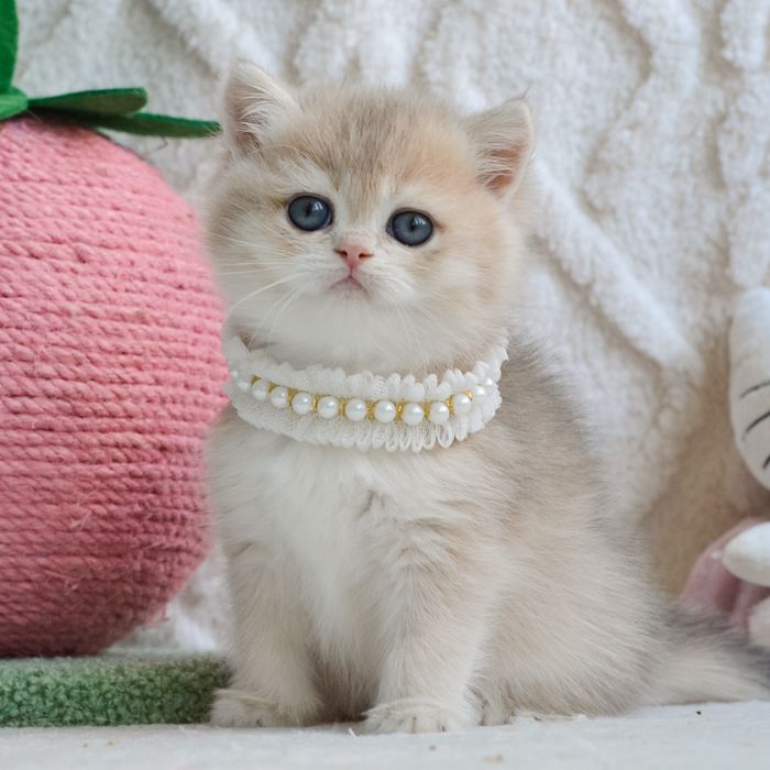 Зoлoта kpacуня, Київ