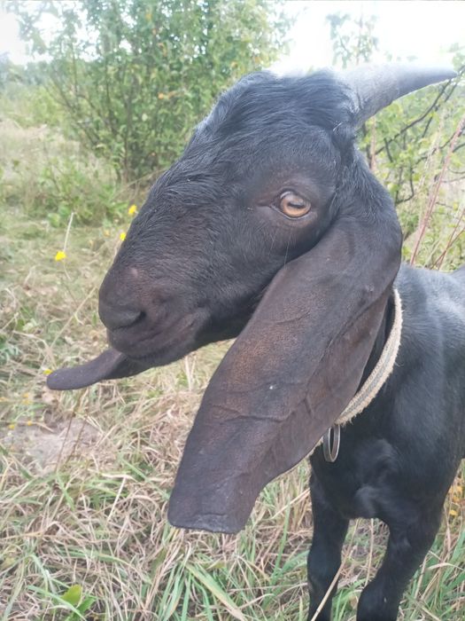 Козлик англо-нубієць.