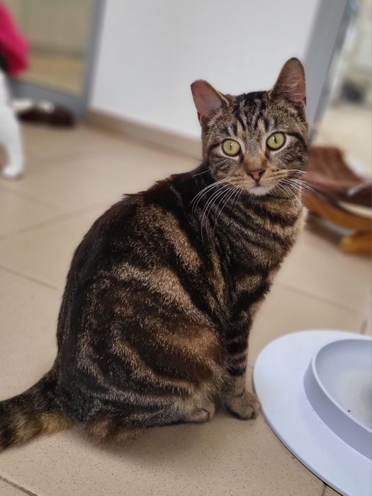 Młodziutki tygrysek Mumbai szuka domu