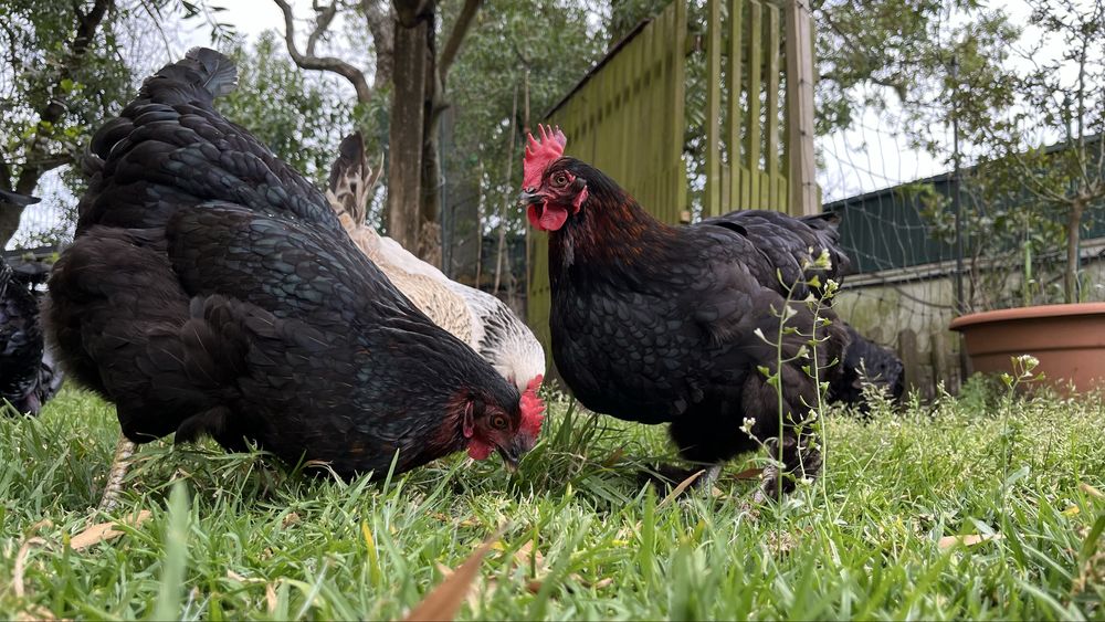 Ovos Caseiros “Ultra Bio” – Galinhas VIC (Very Important Chicken)