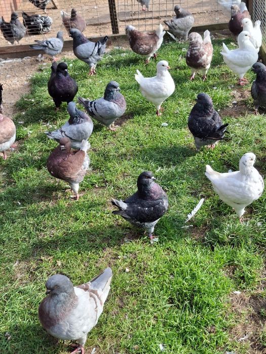 Gołębie kingi młode 2025 i z rozplodu