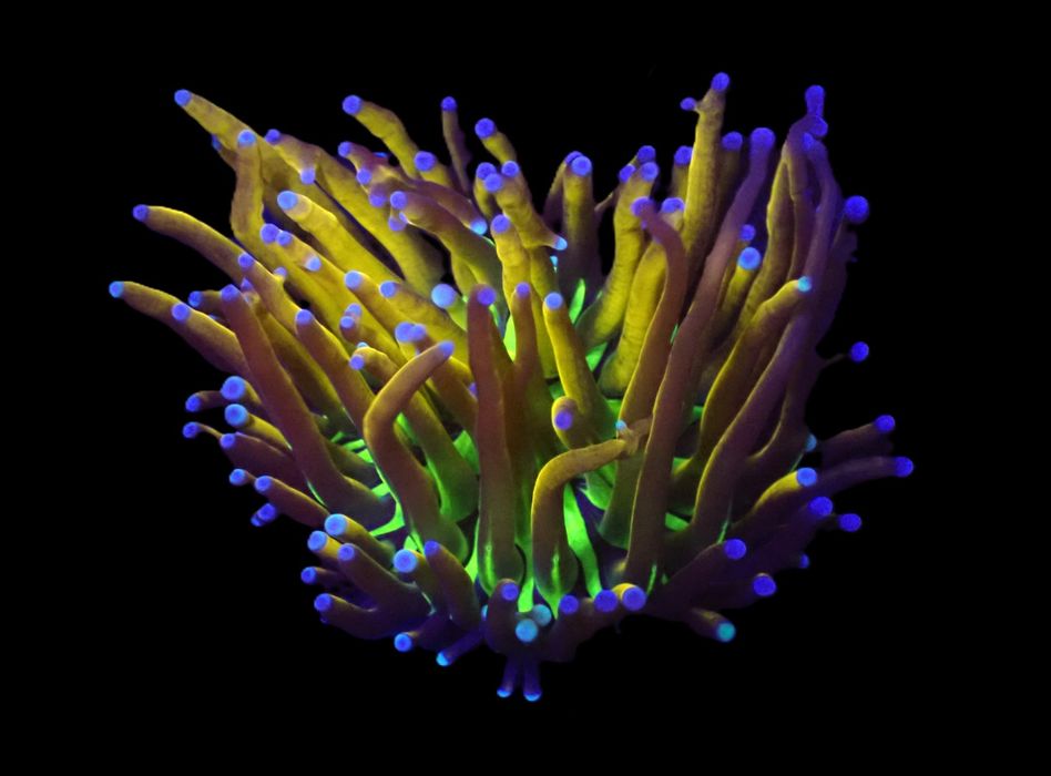 Euphyllia glabrescens (NYknicks) (1 główka)