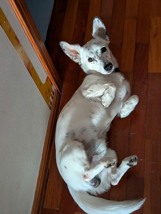Serviço de petsiting