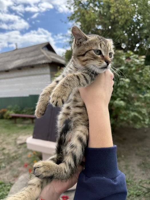 Кошенята в дбайливі руки