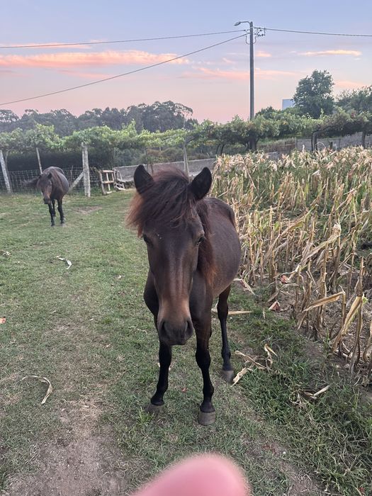 Para venda cavalo garrano