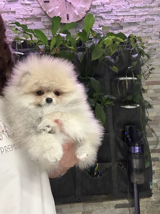 Шикарна  дівчинка померанського шпіца