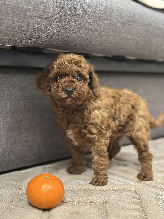 Той пудель ред браун