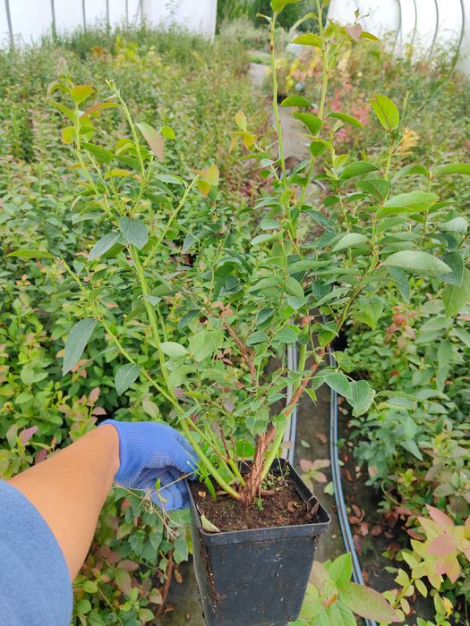 Borówka Amerykańska 60 cm 3 letnie DUKE CHANDLER oraz wiele innych!