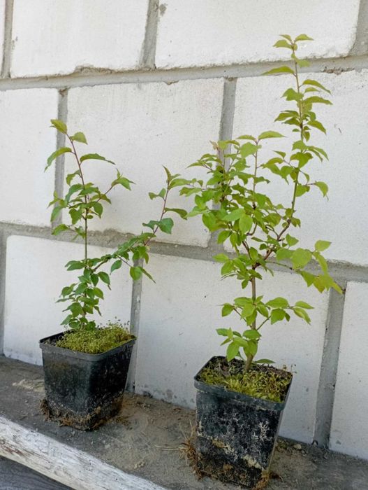 Mirabelka żółta sadzonki