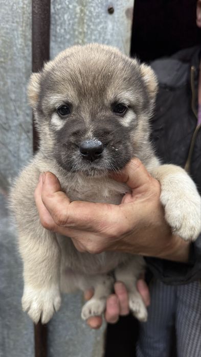 Цуценята алабаї 1 місяць