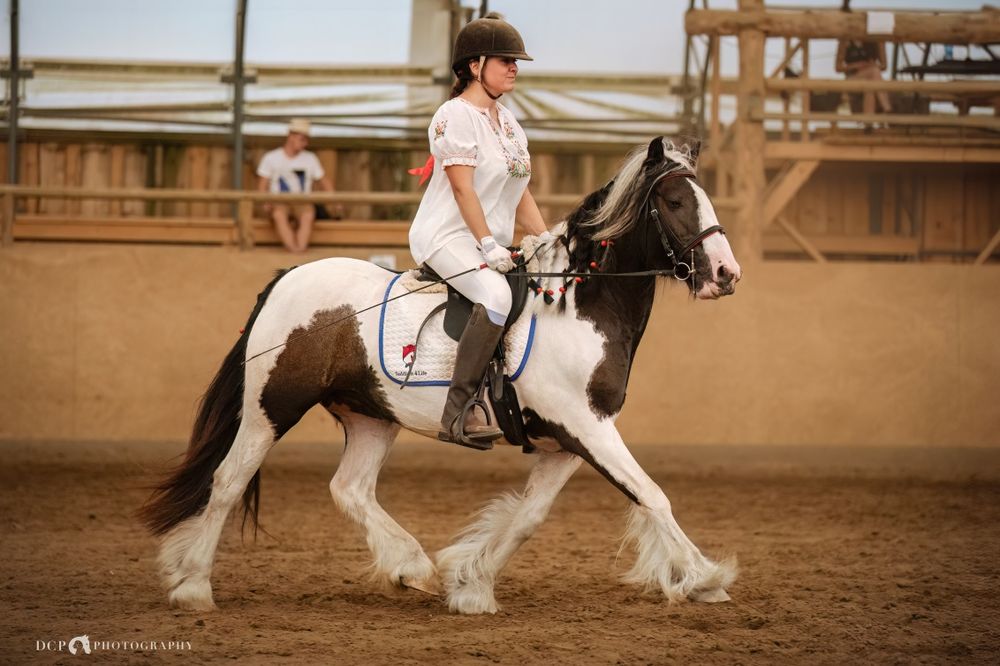 PILNE Wszechstronny kuc cygański klacz tinker gypsy irish cob + FLEXINEB