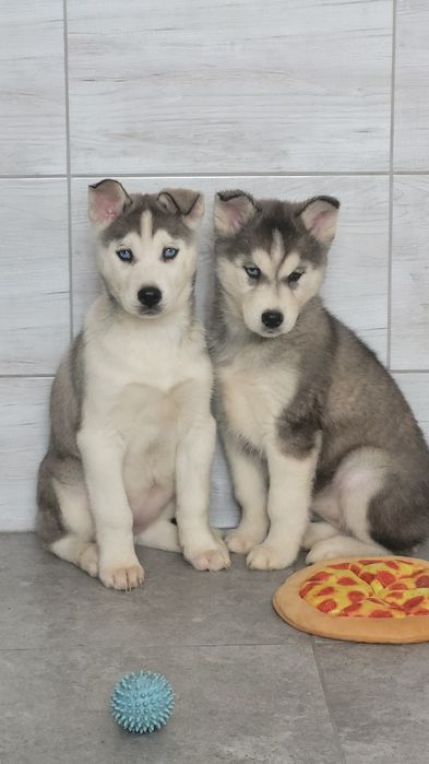 Siberian Husky Szczeniak