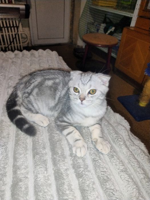 Шотландские котята.