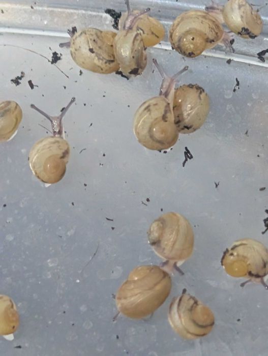 Helix Aspersa Muller мальок равликів (Fastsnailfarm)