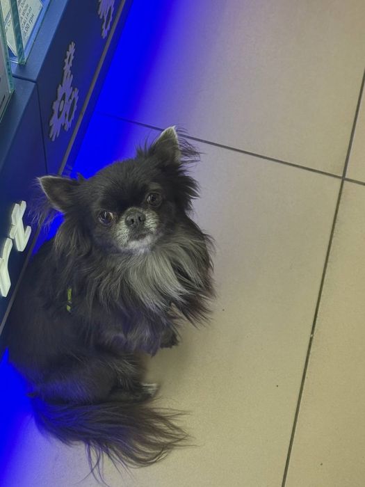 Вязка чихуахуа, хлопчик