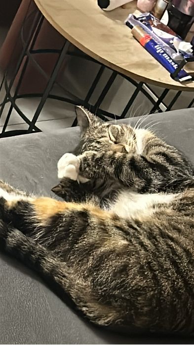 Dwie młode kotki do adopcji