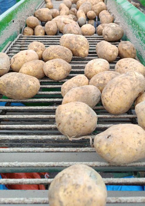 Sprzedam ziemniaki z własnego gospodarstwa