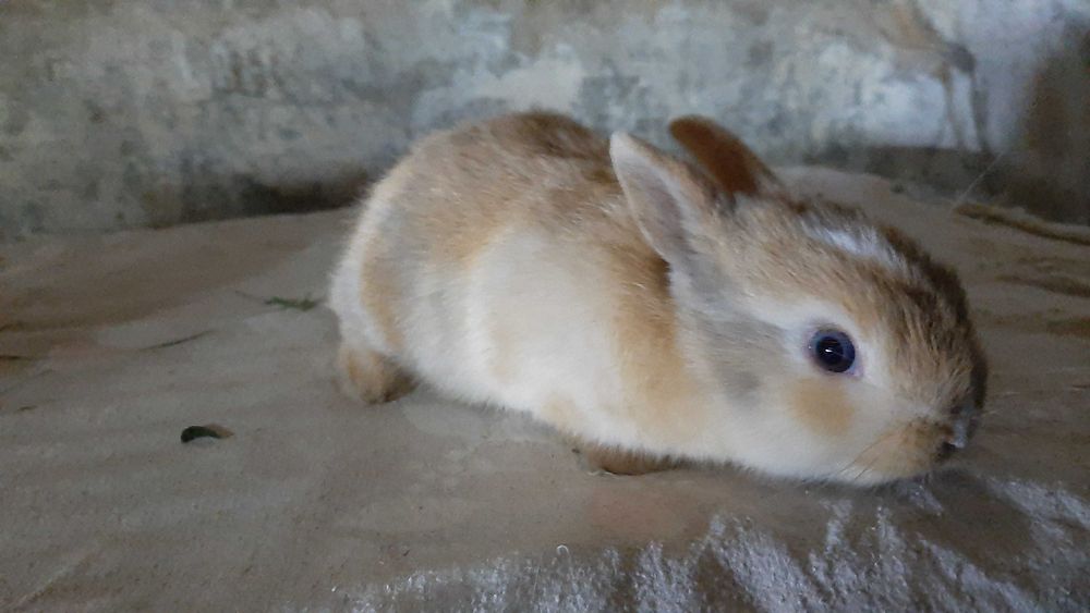 Coelho Angorá anão