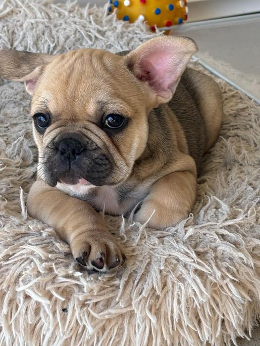 Bulldog francês bebé