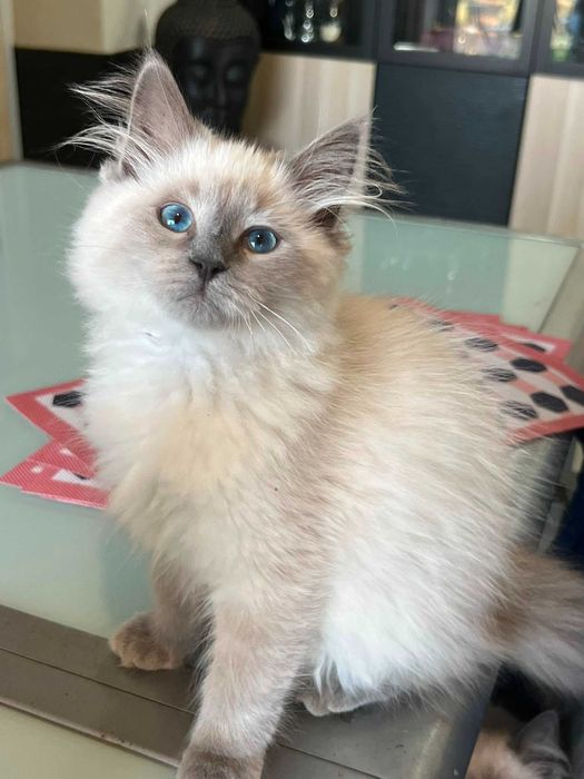 Gatinha Siberiana Neva Masquerade Hipoalergénica