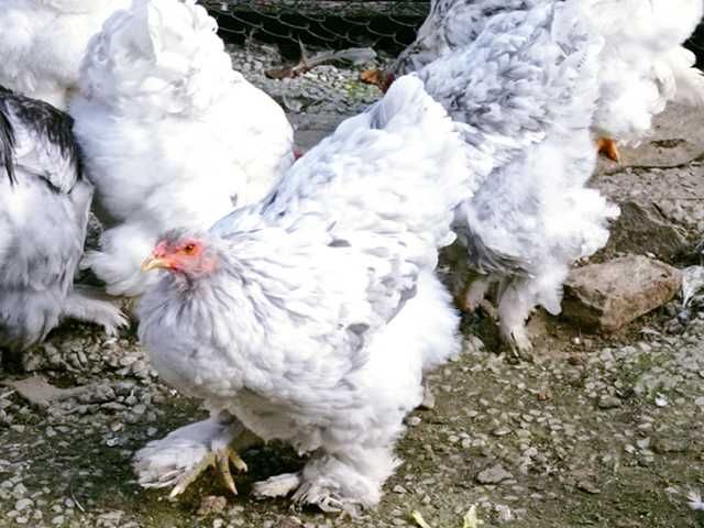 Інкубаційне яйце курей Кохінхін: колумбія, спліш, циплята