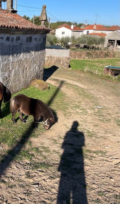 Vendo mini pônei macho