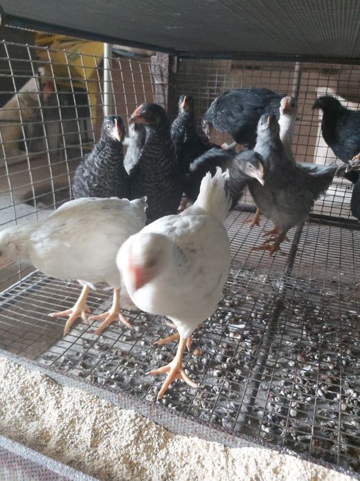 Домінанти 4,5 міс (підрощені)!!