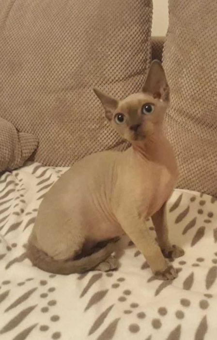 Kotka Devon Rex z rodowodem FPL